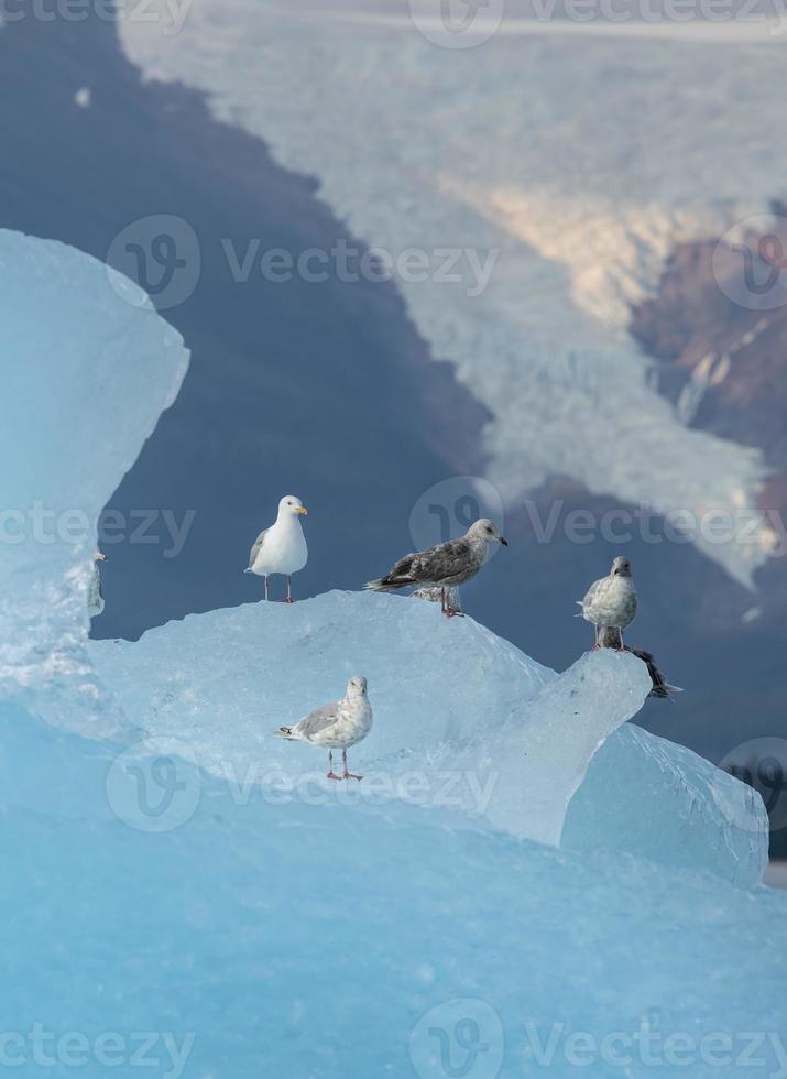 gabbiani su iceberg, passaggio di stephens, alaska foto