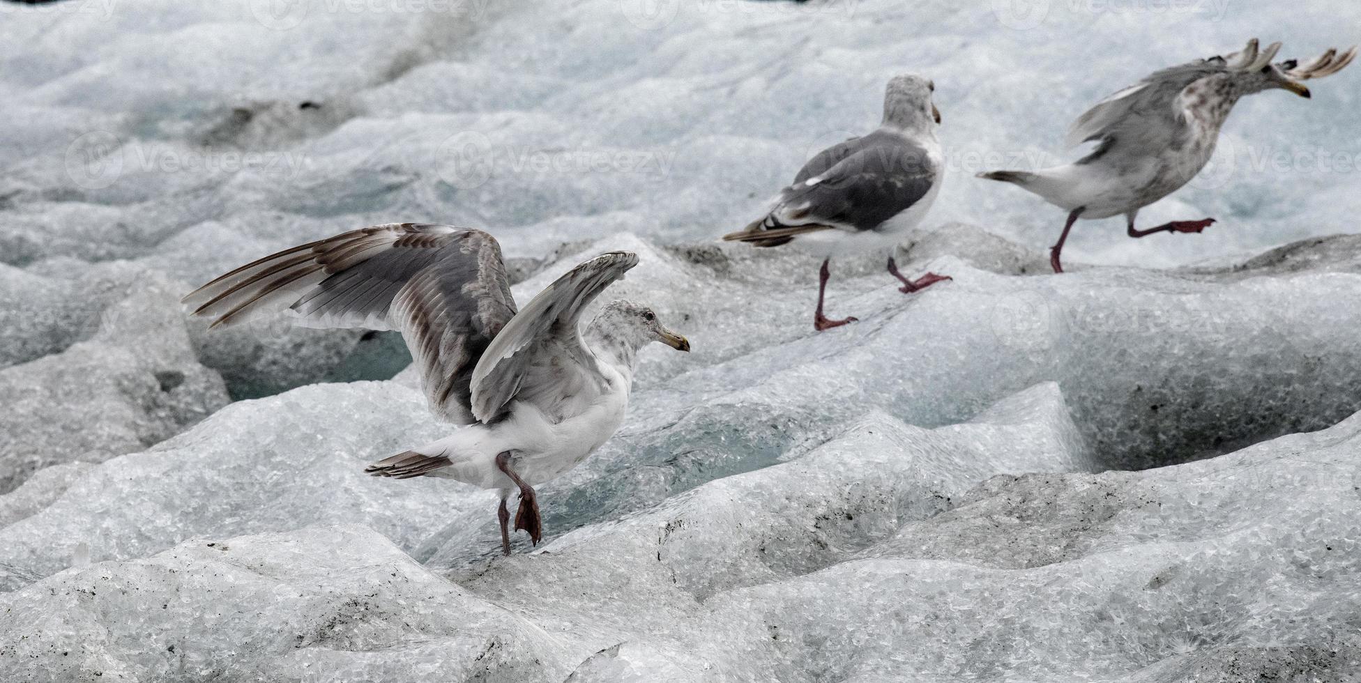 gabbiani alati glauchi su iceberg foto