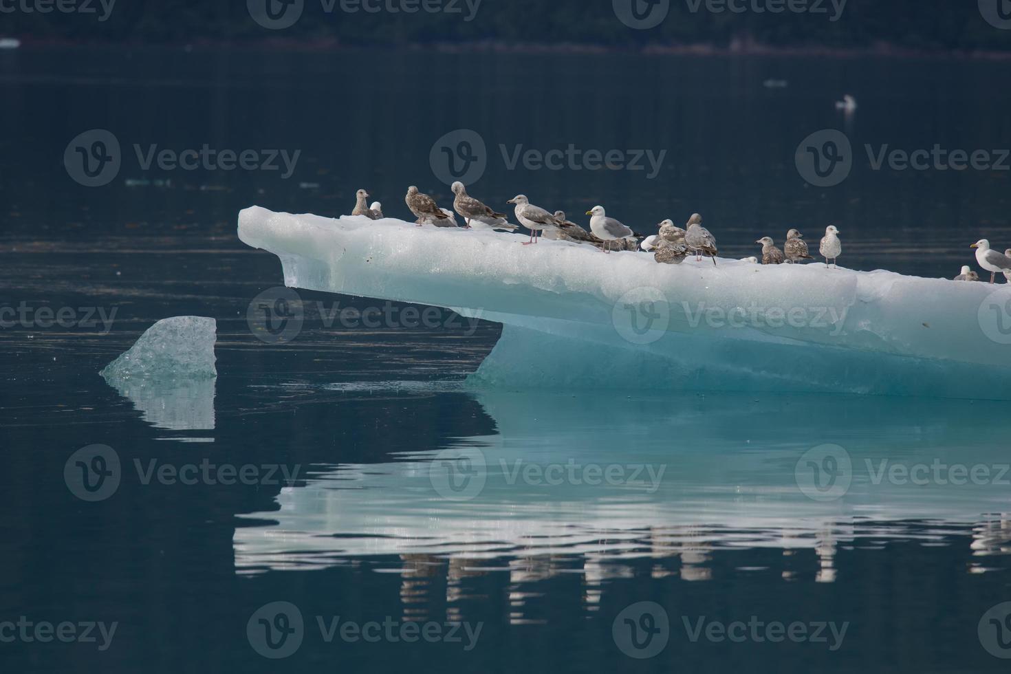 gabbiani sulla punta dell'iceberg, braccio endicott, alaska foto