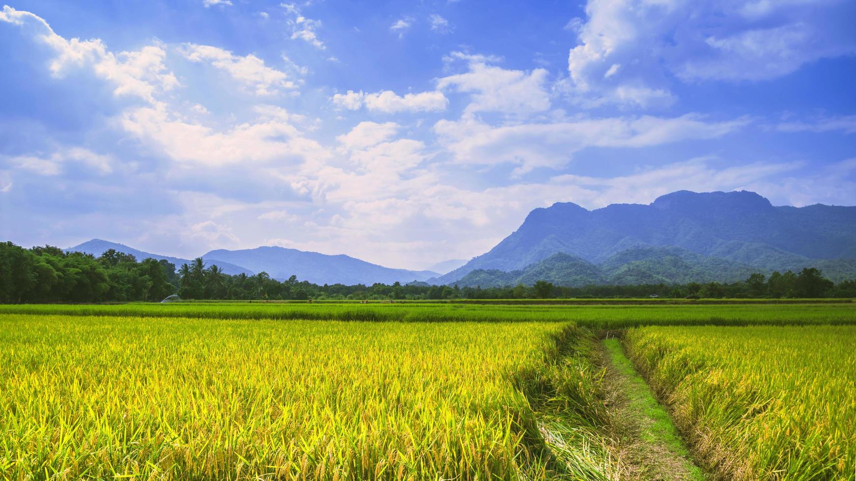 sfondo paesaggio riso giallo oro. durante la stagione del raccolto. asiatico thailandia foto