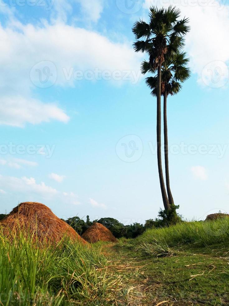 paesaggio naturale di campagna foto