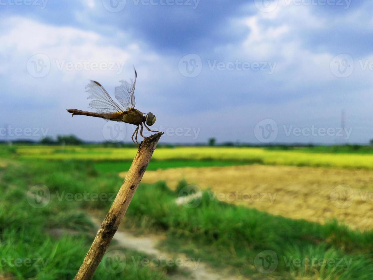 grig nel campo del villaggio foto