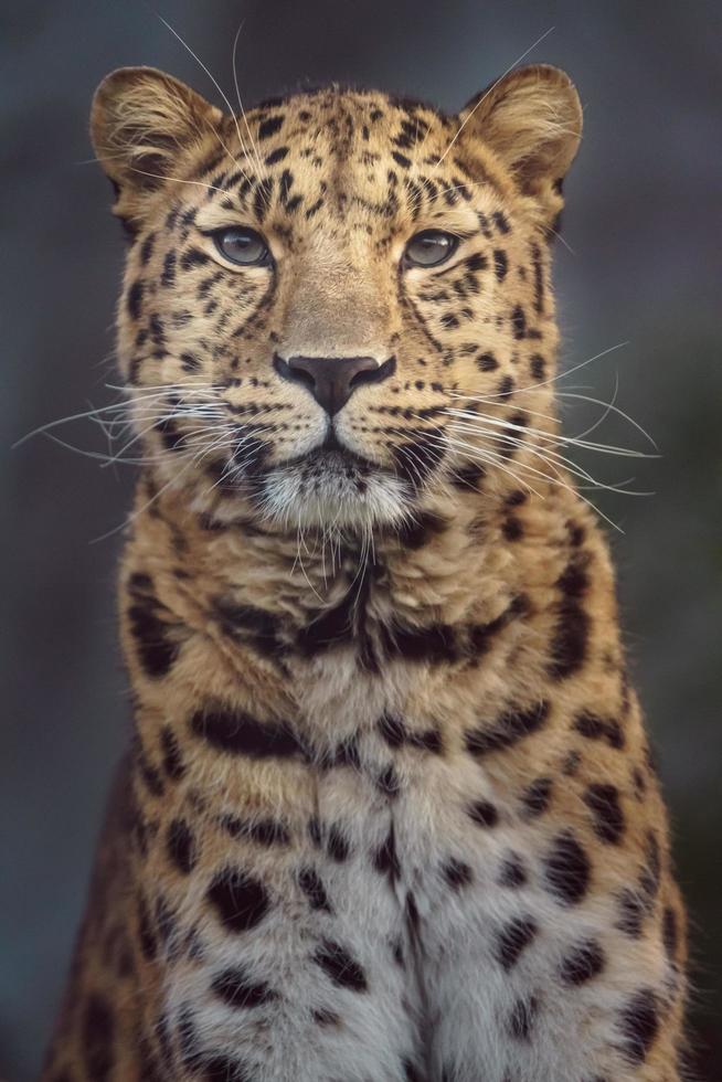 ritratto del leopardo dell'amur foto