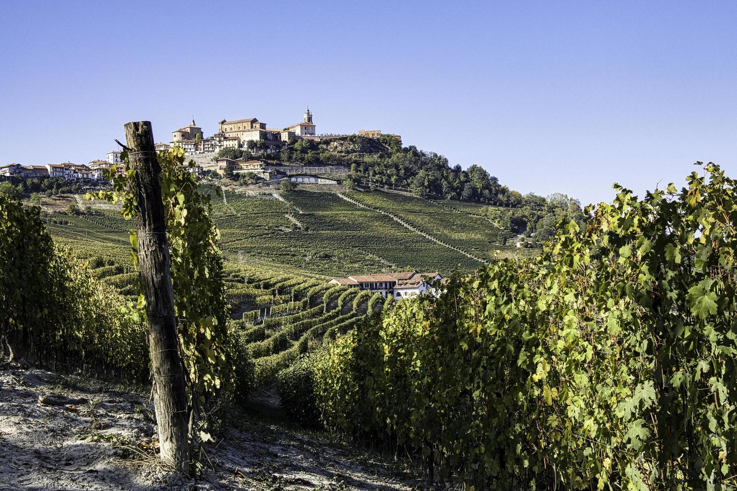 paesaggi di vigneti nelle langhe piemontesi in autunno durante la vendemmia foto