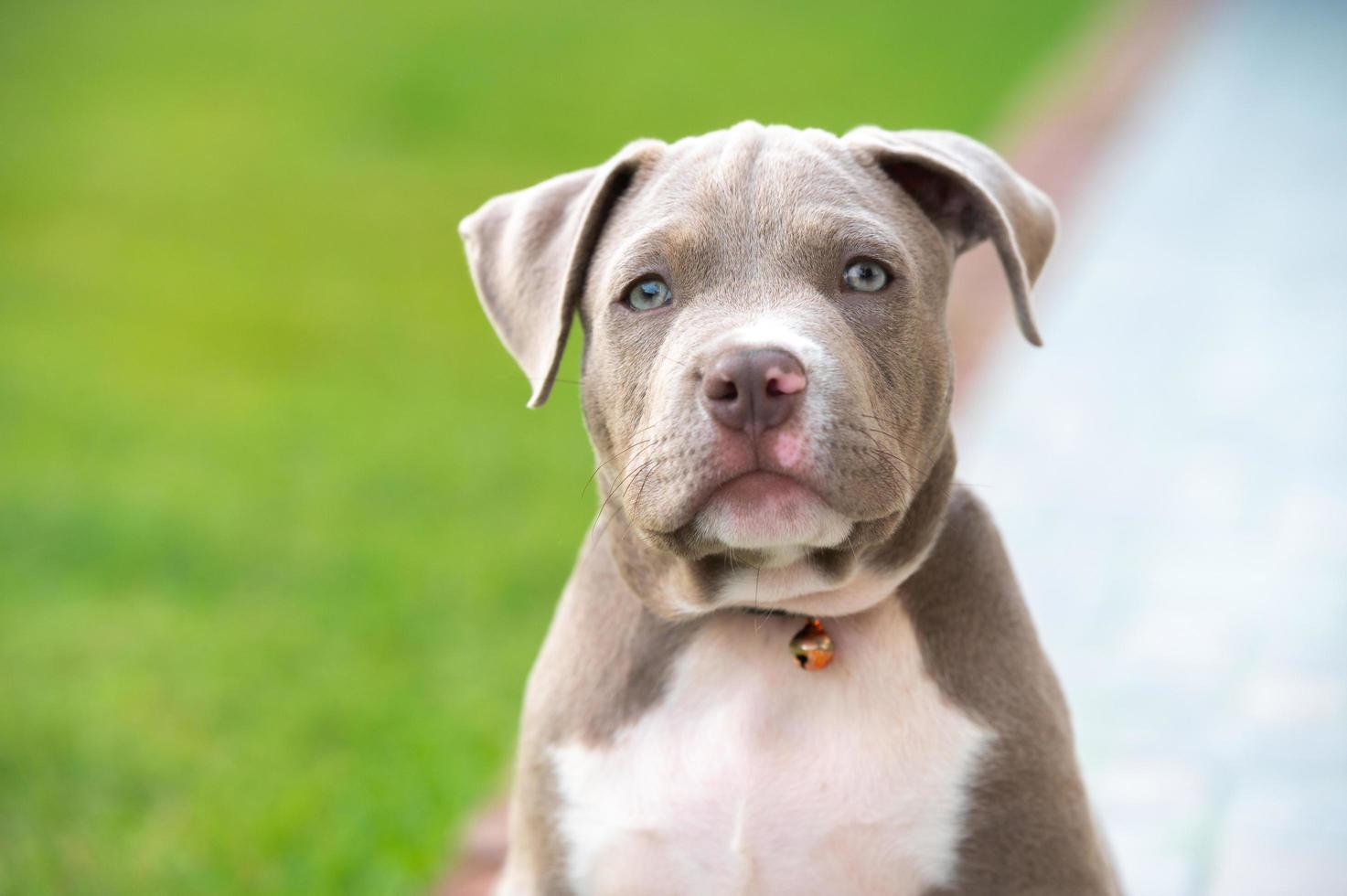 american bully cucciolo di cane, animale domestico divertente e carino foto