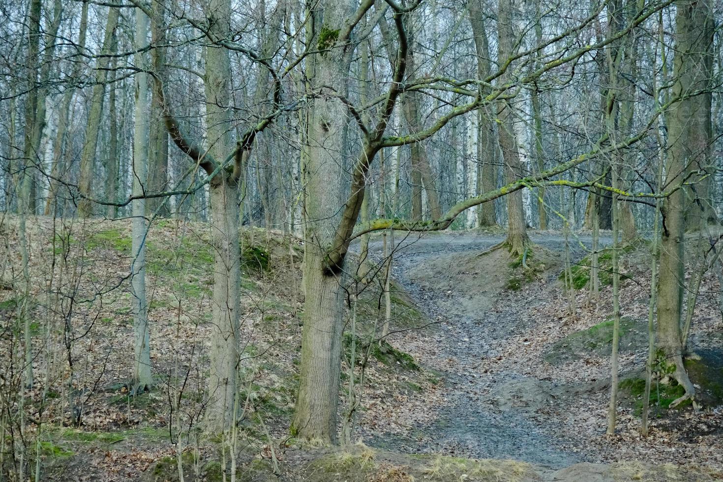 il sentiero che conduce alla collina nella fredda foresta mattutina primaverile foto