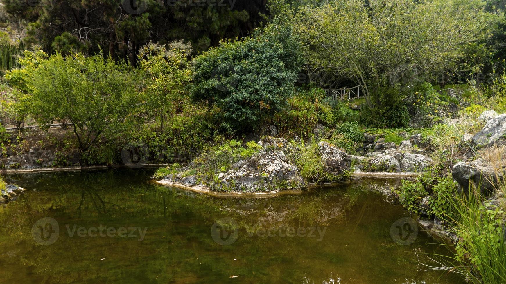 riflessi nel lago gran canaria foto