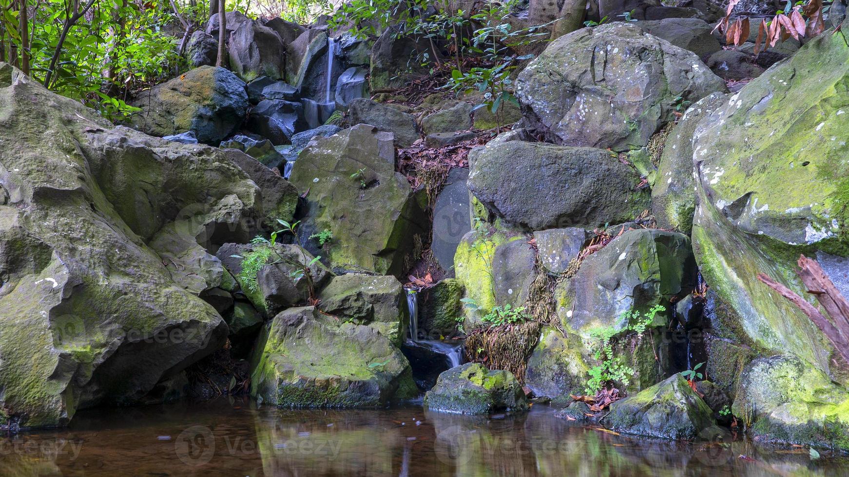 giardino delle canarie lago las palmas foto