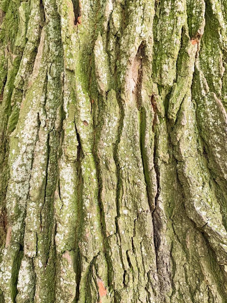 vecchia struttura della corteccia di legno incrinato, primo piano del fondo, modello naturale foto