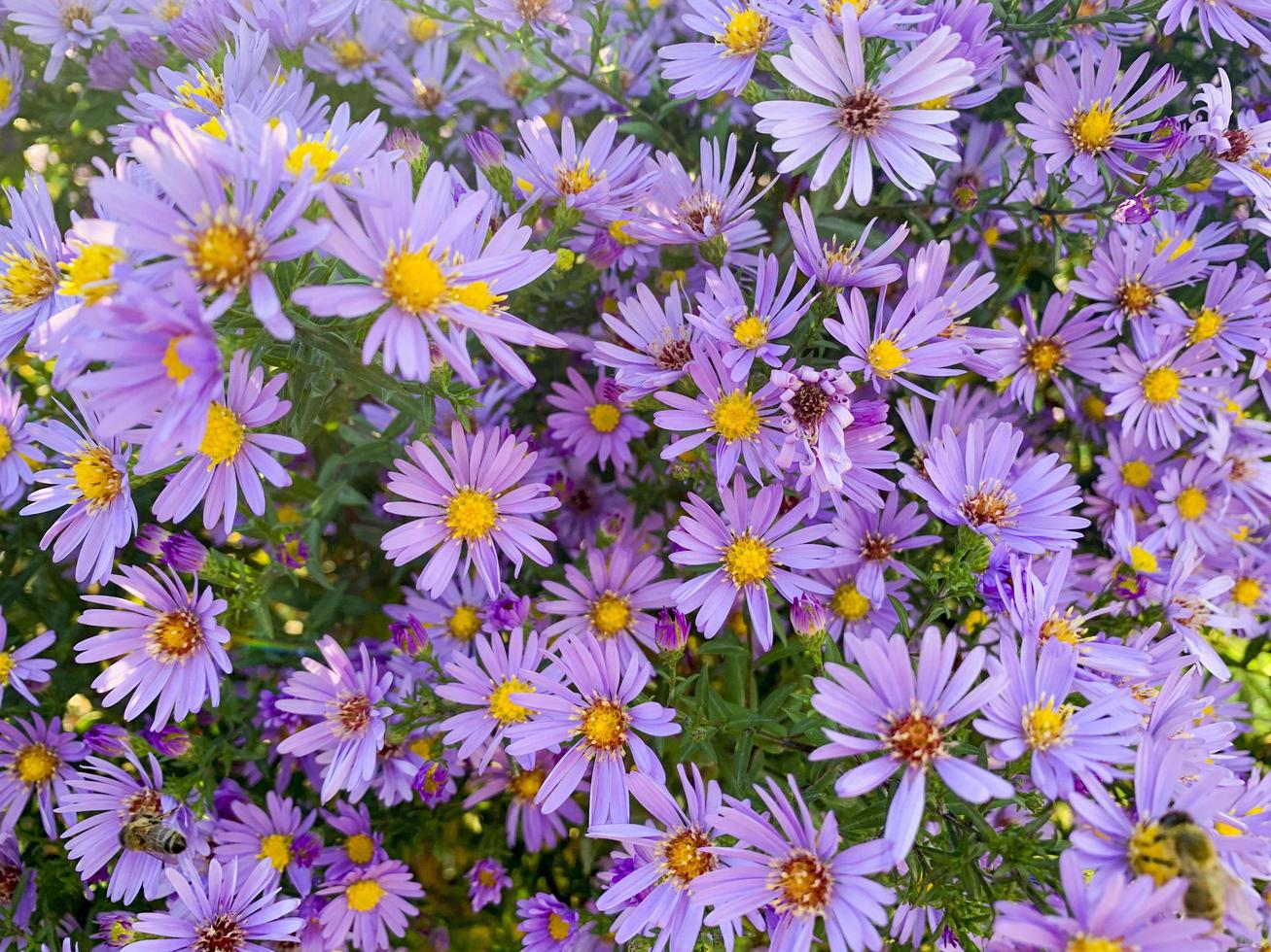 sfondo floreale di fiori perenni aster autunnali lilla. foto