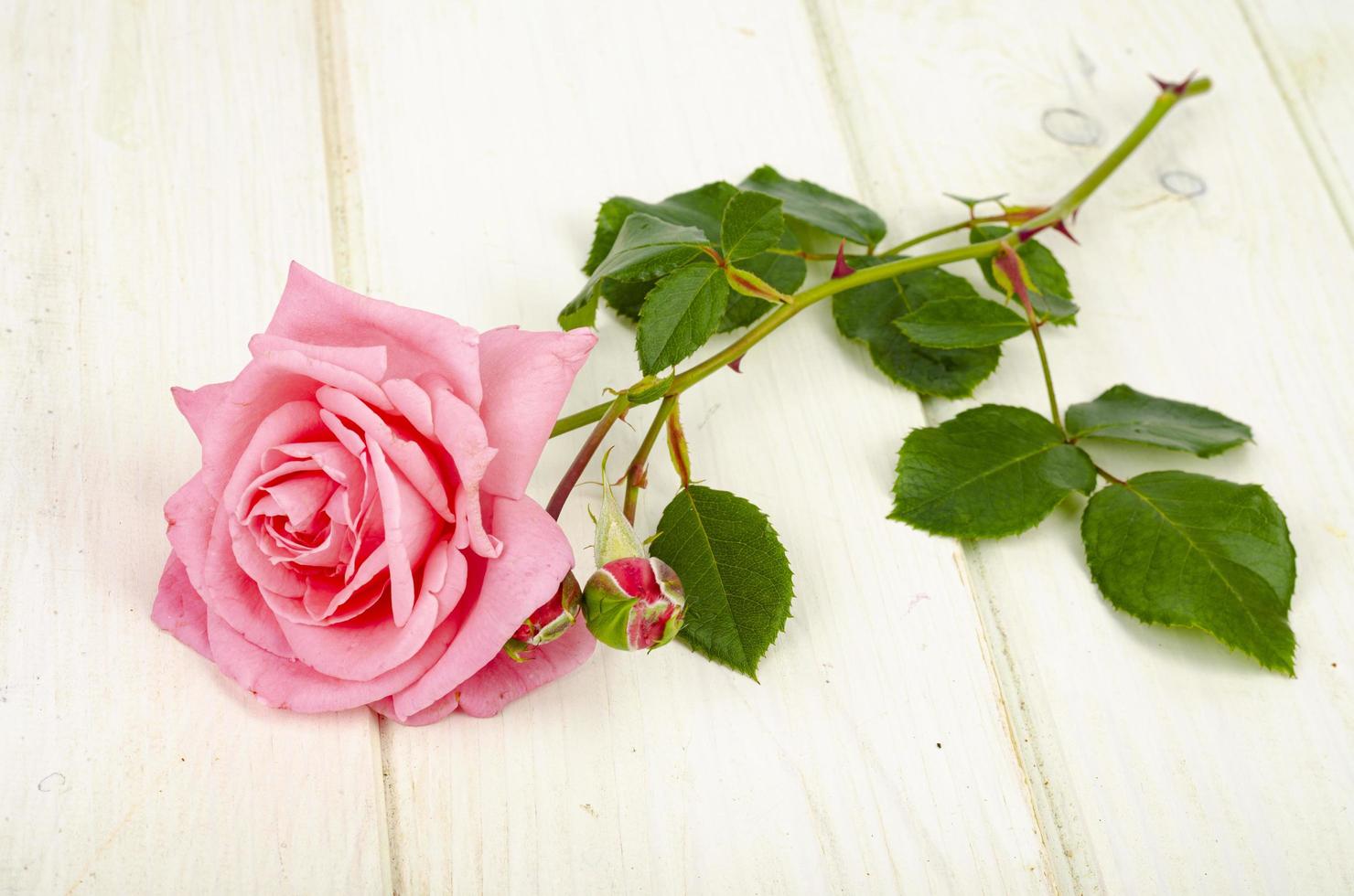 bella rosa rosa fresca sul tavolo di legno bianco. foto in studio