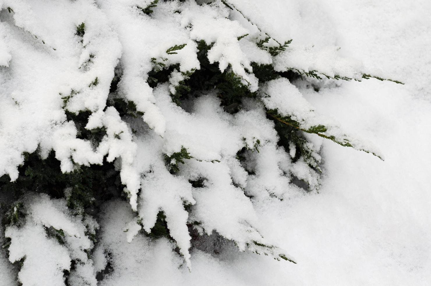 piante da giardino, cespugli, conifere sotto la neve in inverno foto