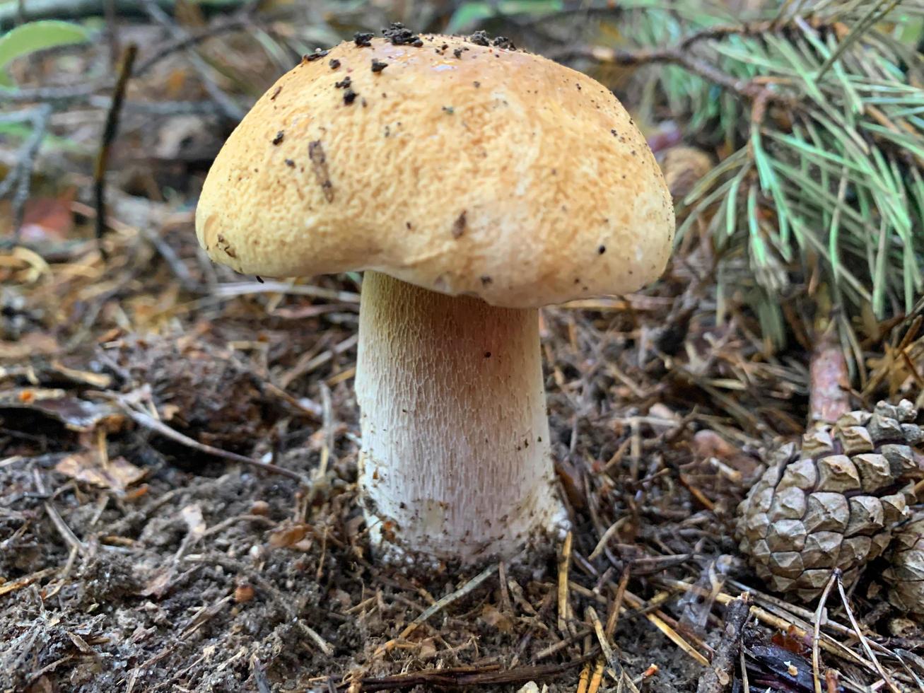 Il porcino bianco dei funghi commestibili cresce nella foresta foto