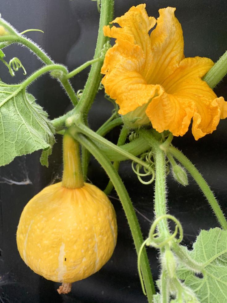 zucca rotonda gialla con fiore che cresce sul ramo foto