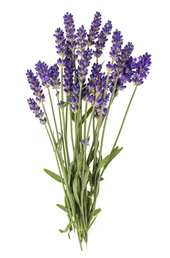 piccolo mazzo di fiori di lavanda blu. foto