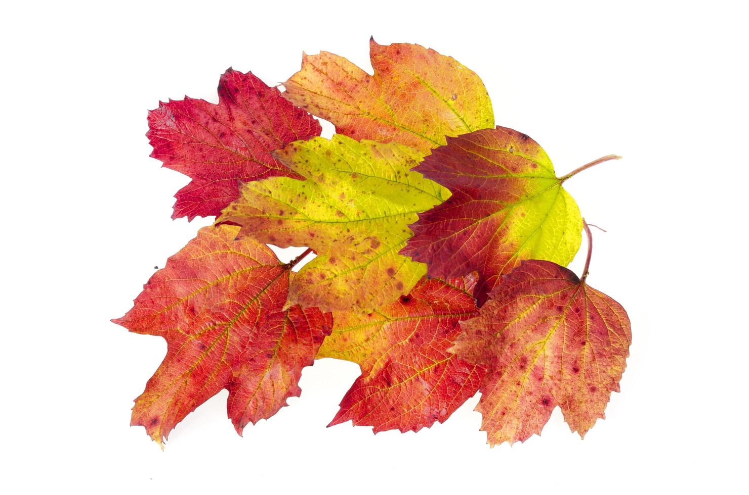 viburno foglie autunnali di colore rosso-giallo. studio foto