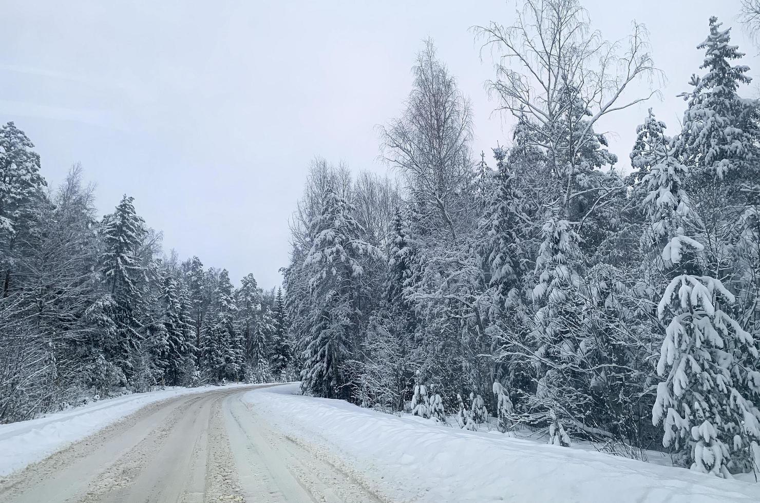 inverno. la prima neve sui rami dei cespugli e degli alberi. foto