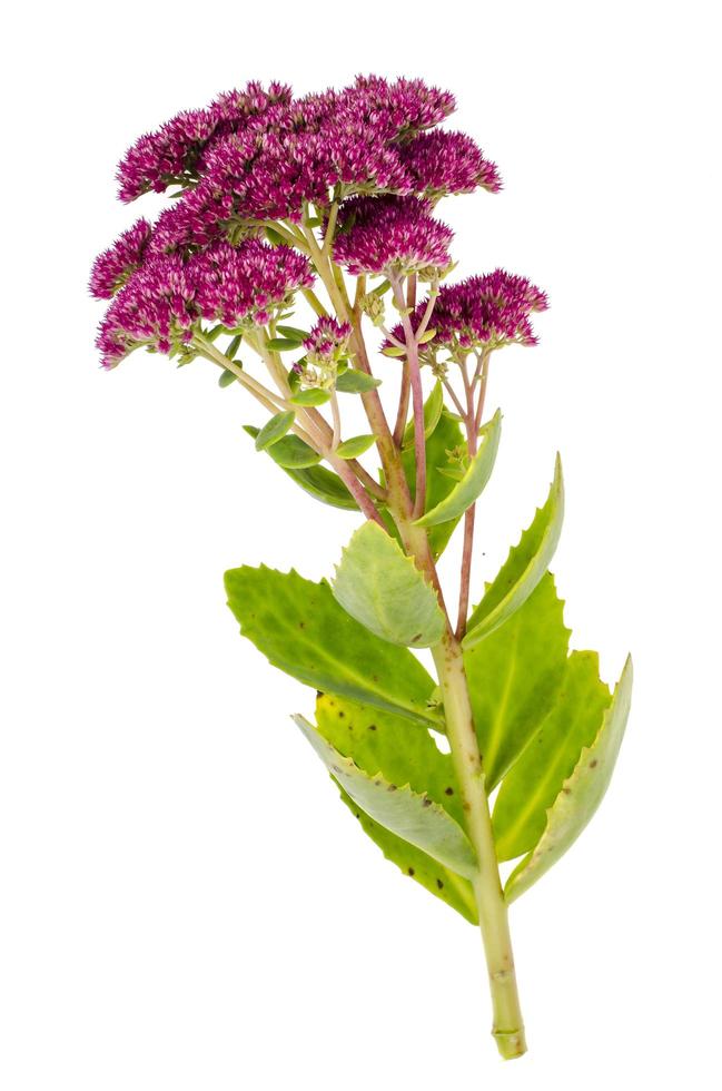 gambo con foglie e fiore rosa di sedum autunnale foto