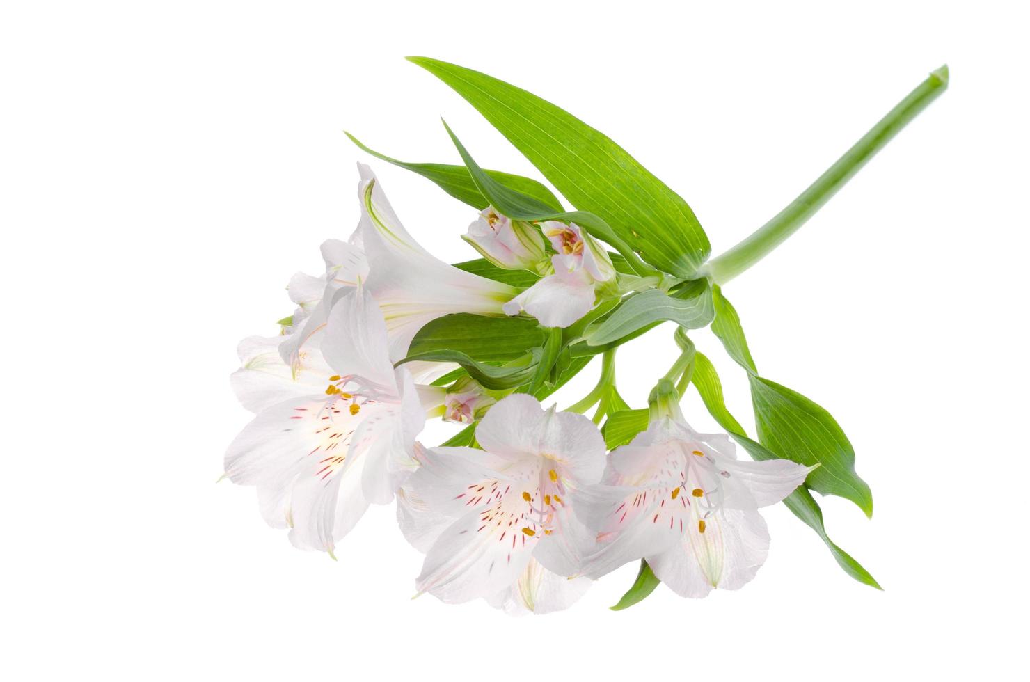 un delicato fiore rosa isolato su sfondo bianco. foto