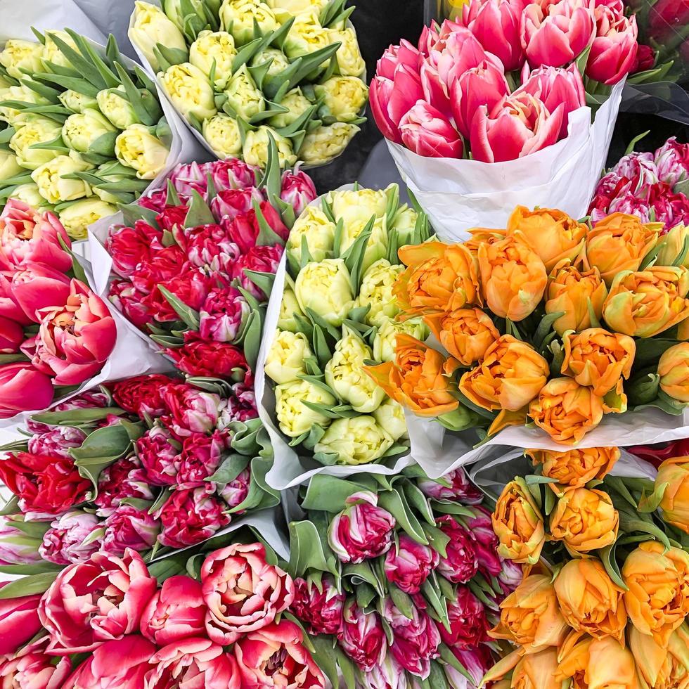 lussuosi mazzi di tulipani multicolori. fiori di primavera. i regali. foto in studio