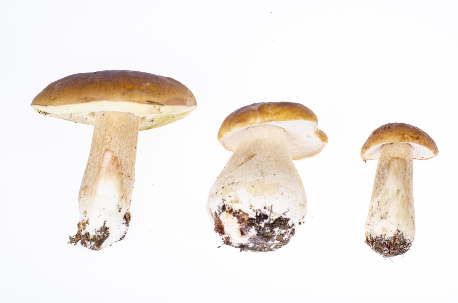 funghi porcini foresta commestibili isolati su sfondo bianco. foto in studio.