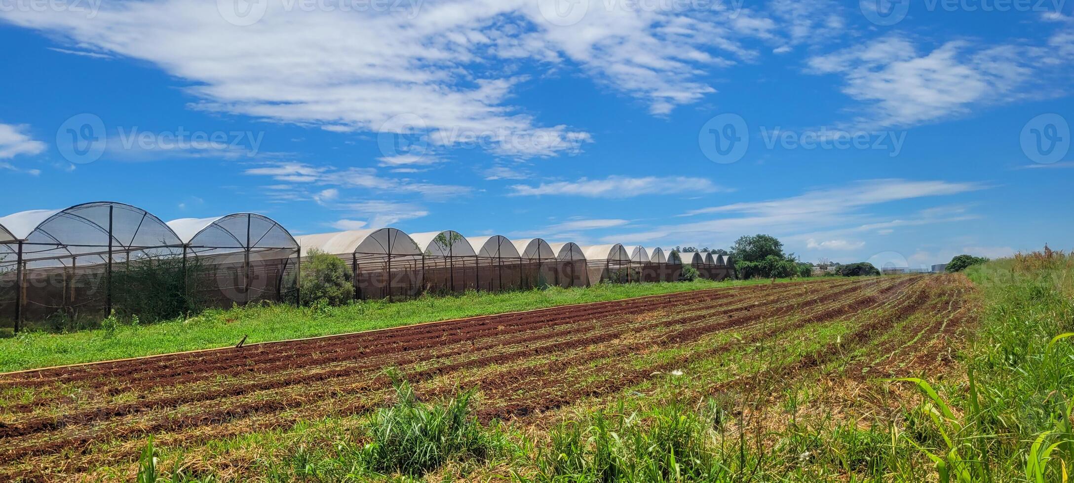 verdura giardino con verdure piantato su arato terra e nel un' serra foto