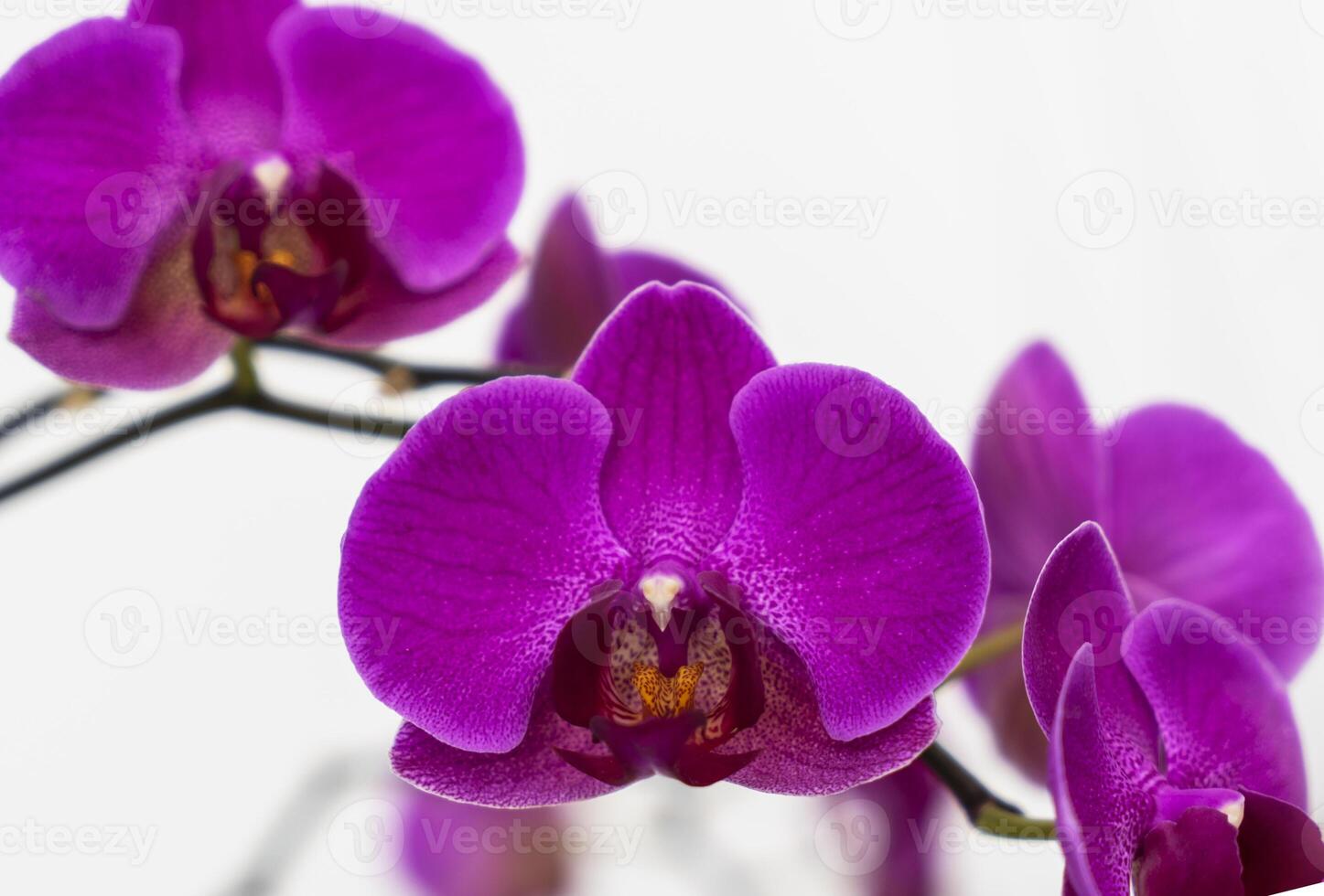 lilla , viola orchidea fiori su un' bianca sfondo. avvicinamento, foto