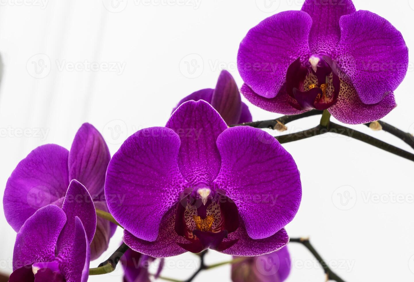 lilla , viola orchidea fiori su un' bianca sfondo. avvicinamento, foto