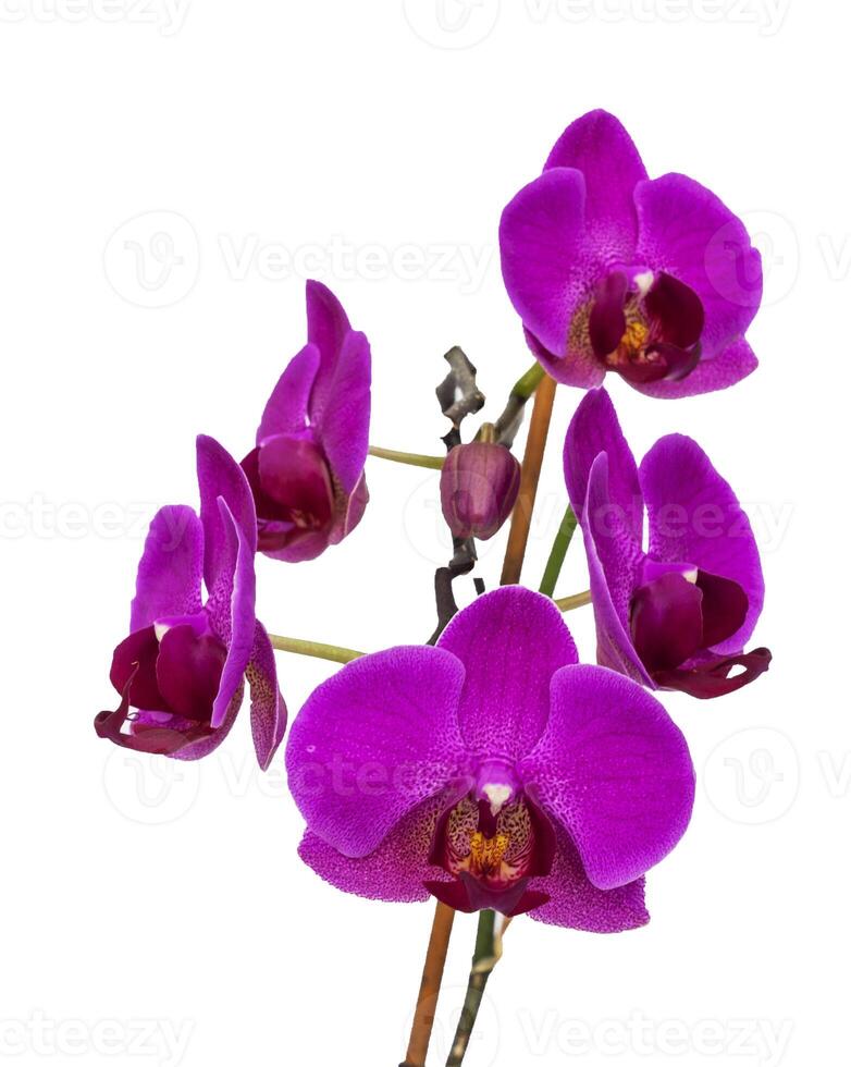 lilla , viola orchidea fiori su un' bianca sfondo. avvicinamento, foto