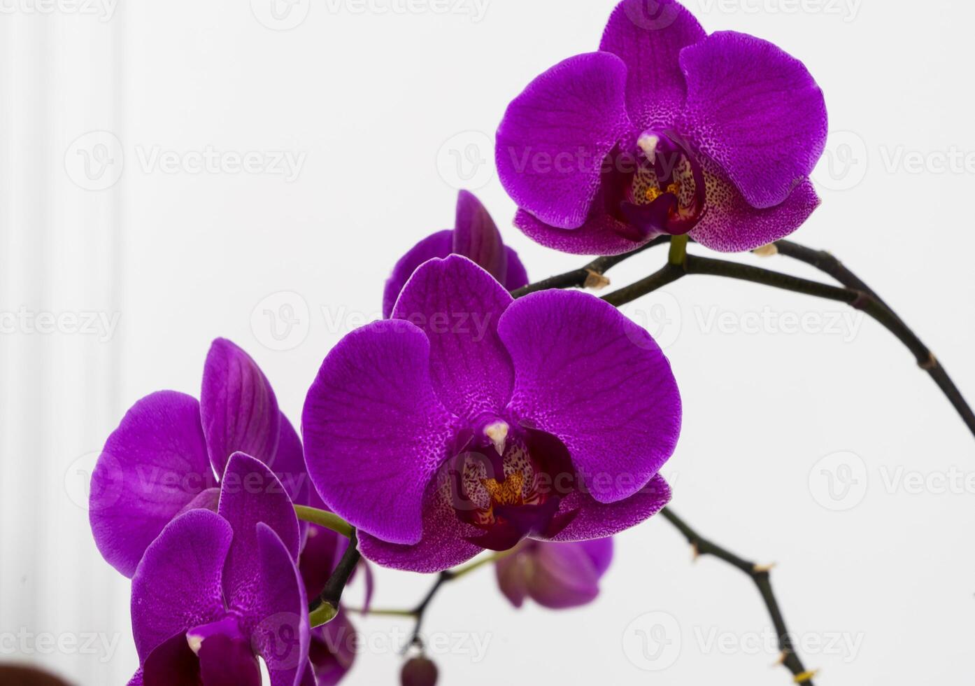 lilla , viola orchidea fiori su un' bianca sfondo. avvicinamento, foto