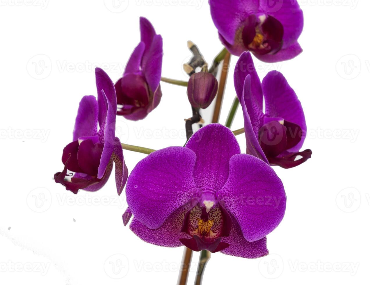 lilla , viola orchidea fiori su un' bianca sfondo. avvicinamento, foto