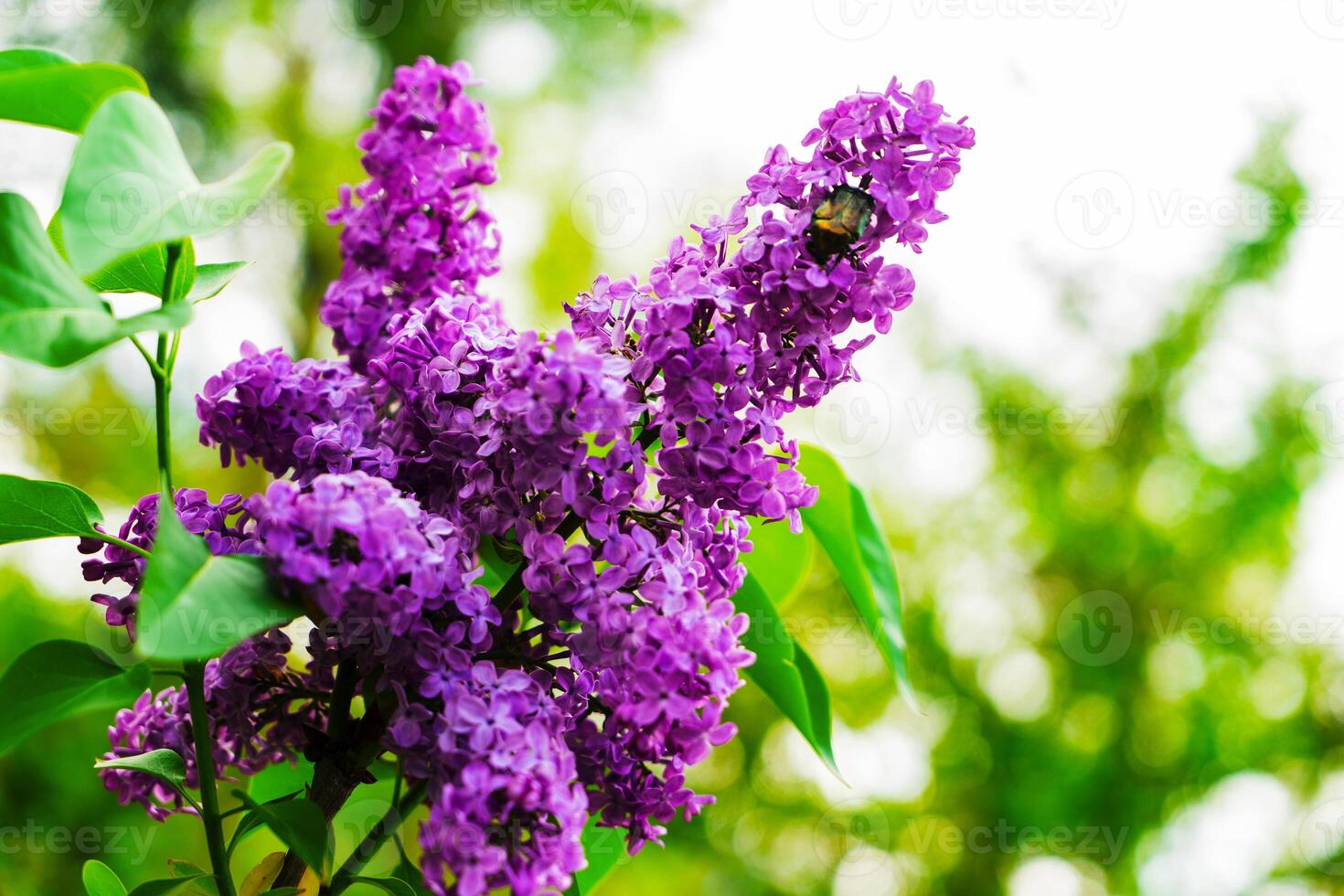 grande lilla cespuglio nel primavera. luminosa fiori di primavera lilla cespuglio. primavera lilla fiori avvicinamento. ramoscello bellissimo varietale fioritura fiore foto