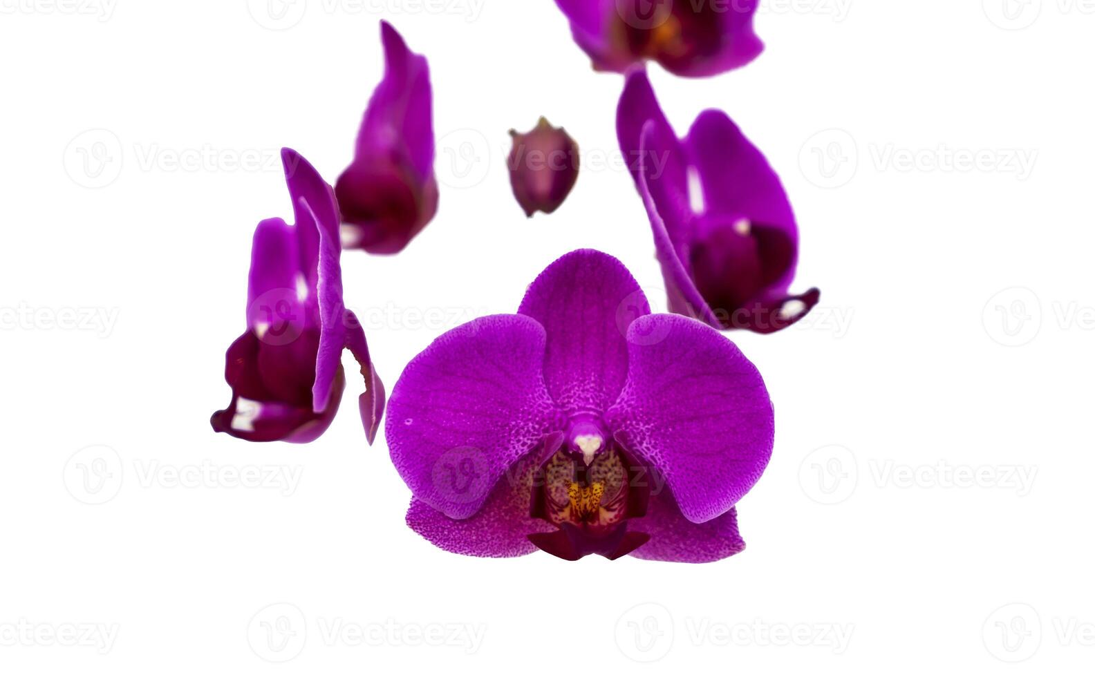 lilla , viola orchidea fiori su un' bianca sfondo. avvicinamento, foto