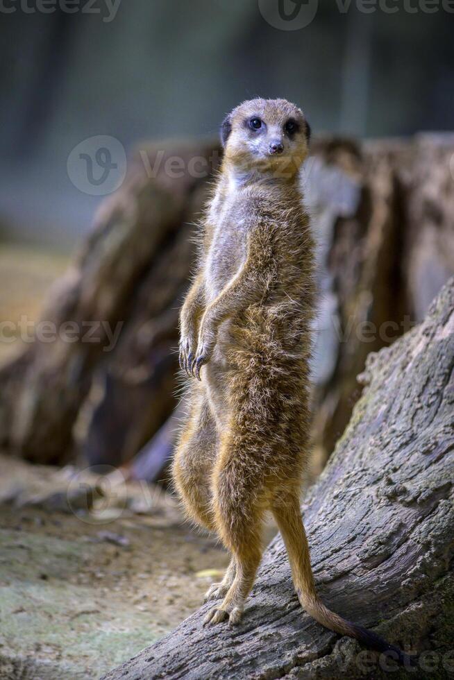 verticale tiro di un' meerkat in piedi su foto