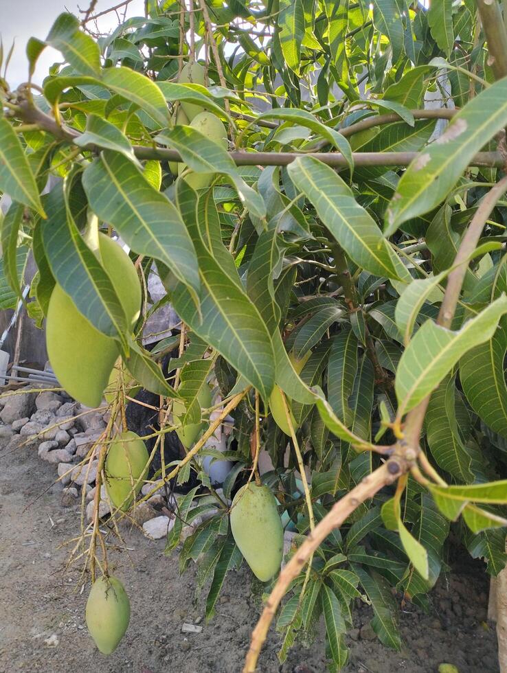 un' mazzo di Mango con foglia sfondo. giovane fresco verde Mango frutta sospeso su Mango albero nel il giardino azienda agricola agricolo foto