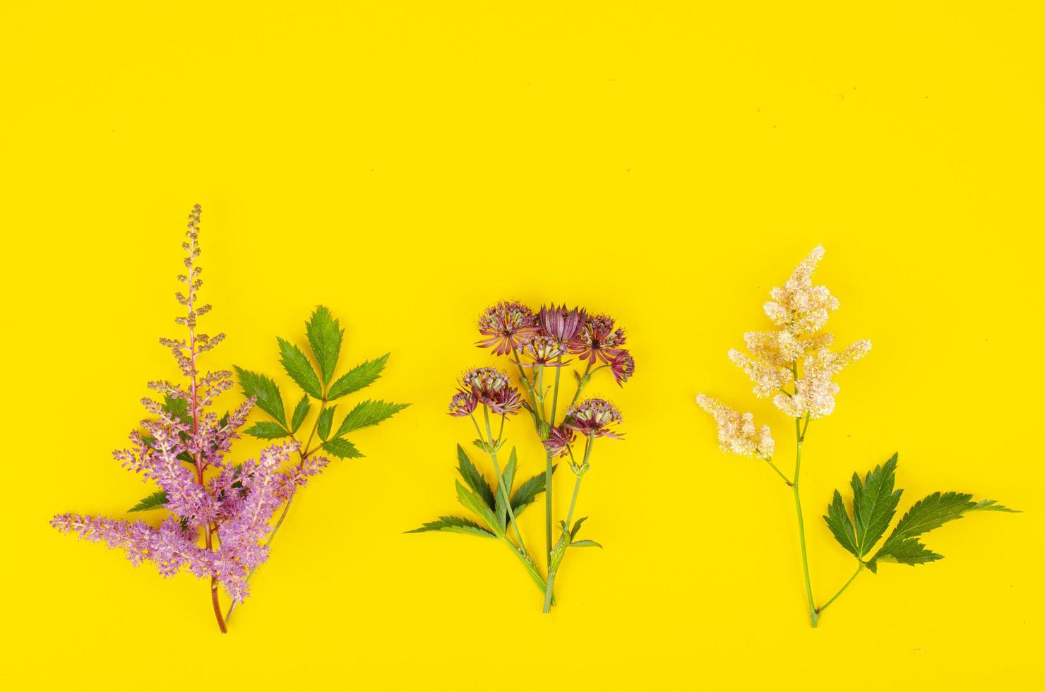 cornice mock up con fiori luminosi da giardino su sfondo giallo. foto in studio