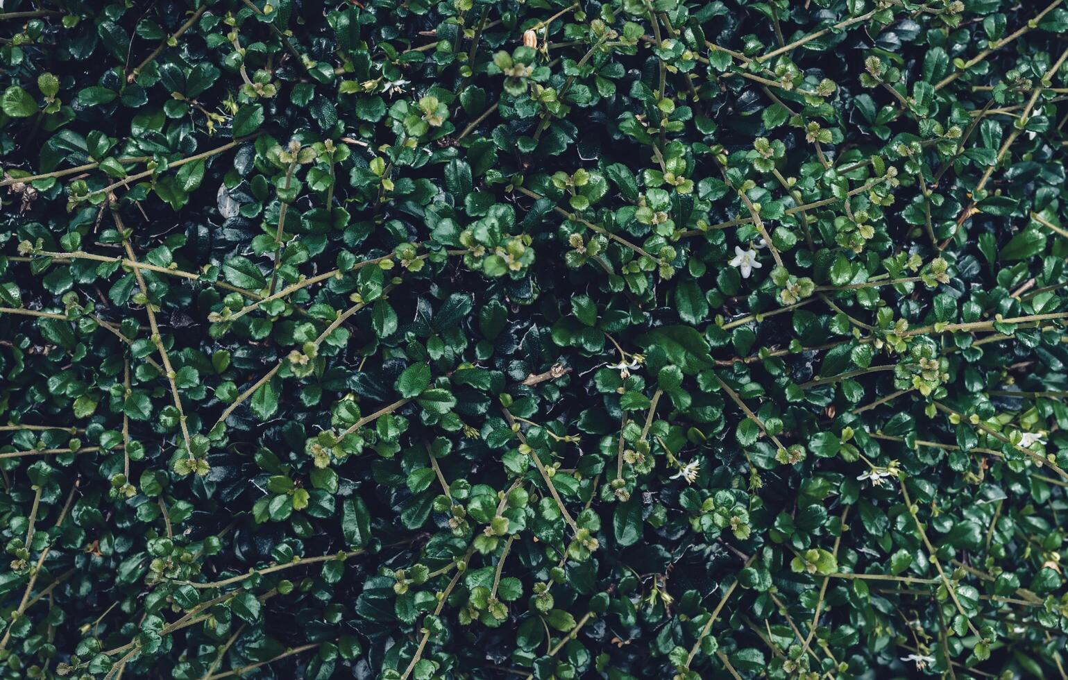 tropicale foglie, astratto colore su buio verde struttura, natura sfondo foto