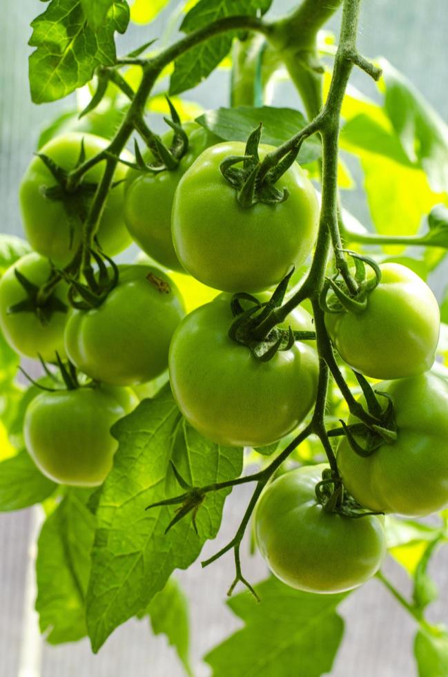 pomodori verdi acerbi crescono sui cespugli in serra. foto in studio