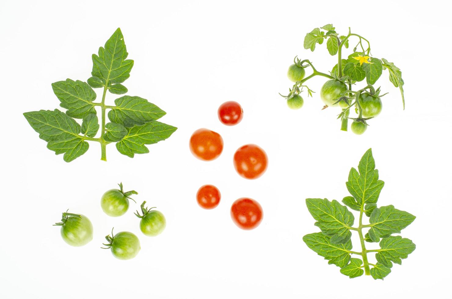 frutti di pomodorini acerbi rossi e verdi su sfondo bianco. foto in studio