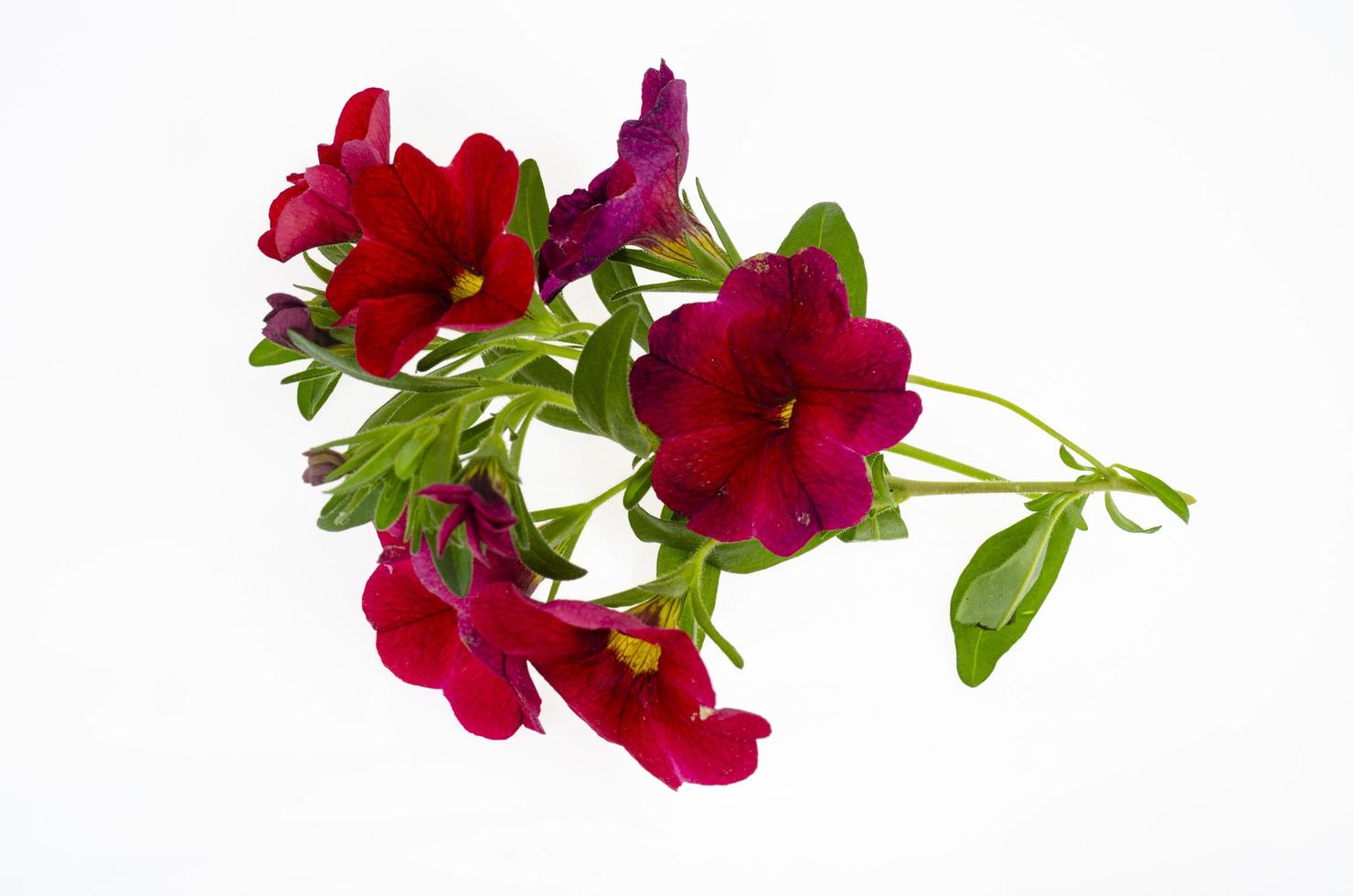 ramo con fiori viola di surfinia, petunia su sfondo bianco. foto in studio