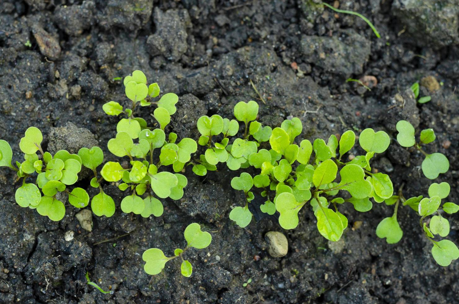 primi germogli di verde nel letto del giardino. foto in studio