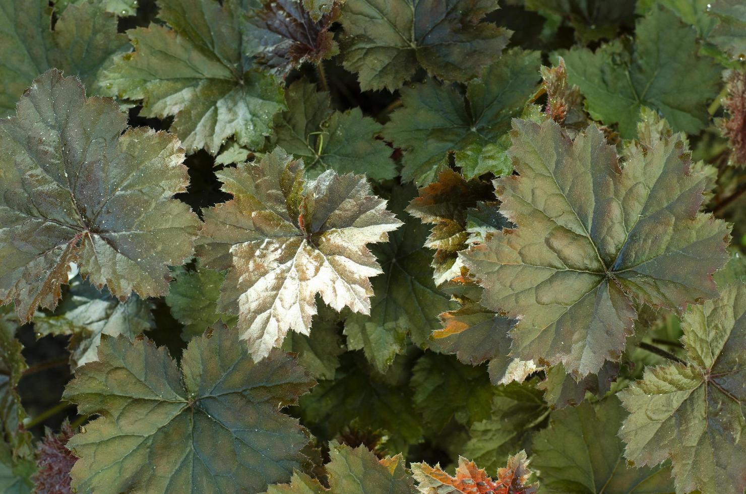 sfondo, trama, carta da parati di foglie di piante decorative. foto in studio