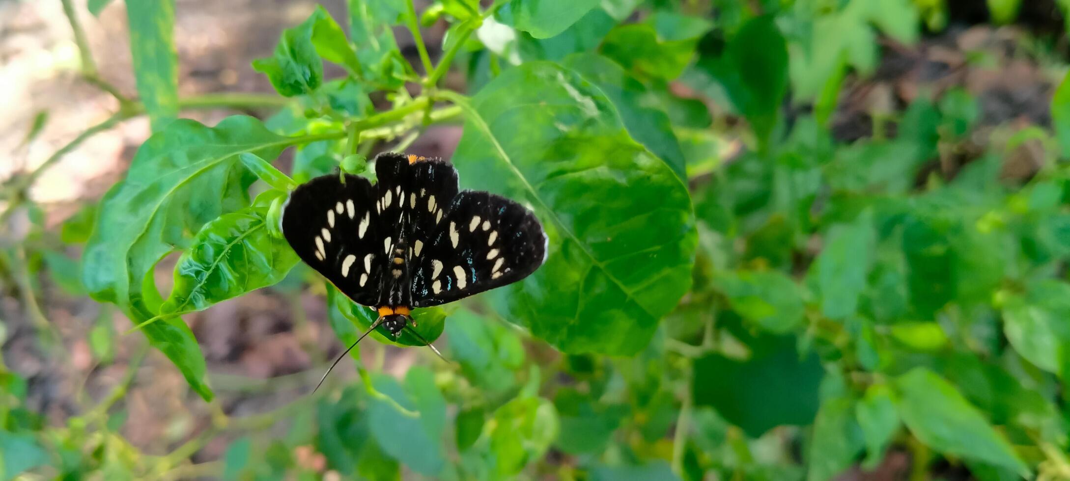 un' nero e bianca farfalla è arroccato su un' verde foglia foto