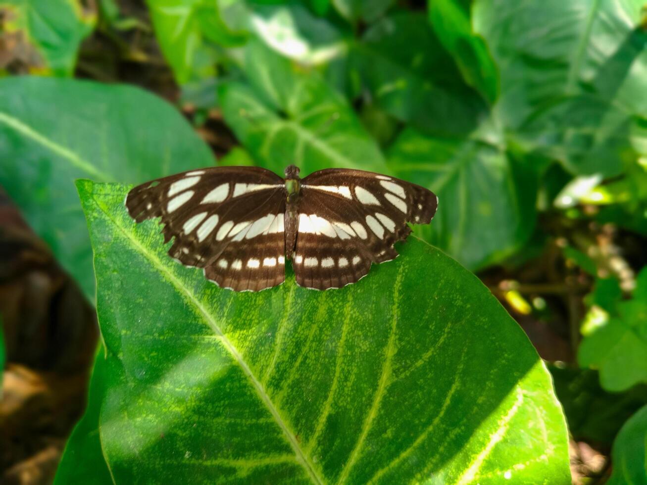 Comune marinaio farfalle pertica su verde taro le foglie foto