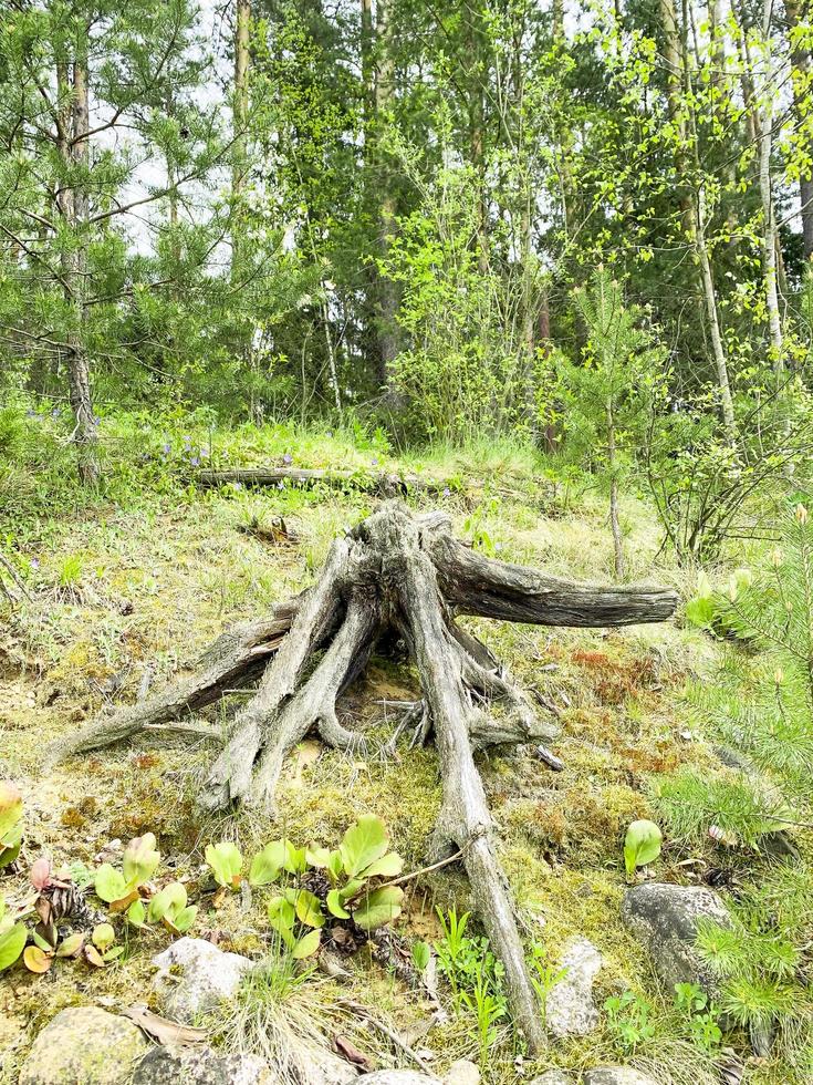 vecchi legni marci, ceppo di albero nella foresta foto