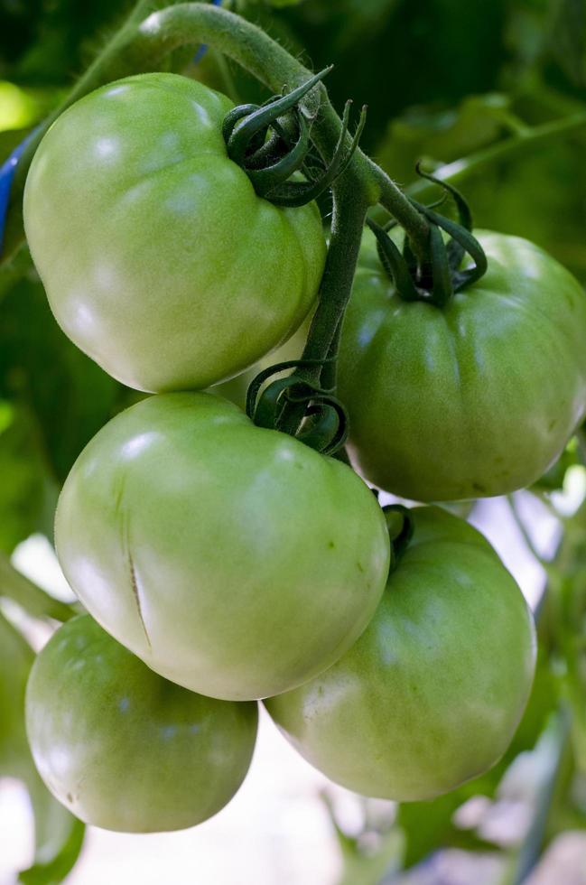 pomodori verdi acerbi su cespuglio, bio, verdure in crescita foto