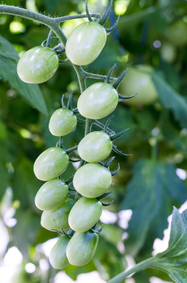 pomodori verdi acerbi su cespuglio, bio, verdure in crescita foto