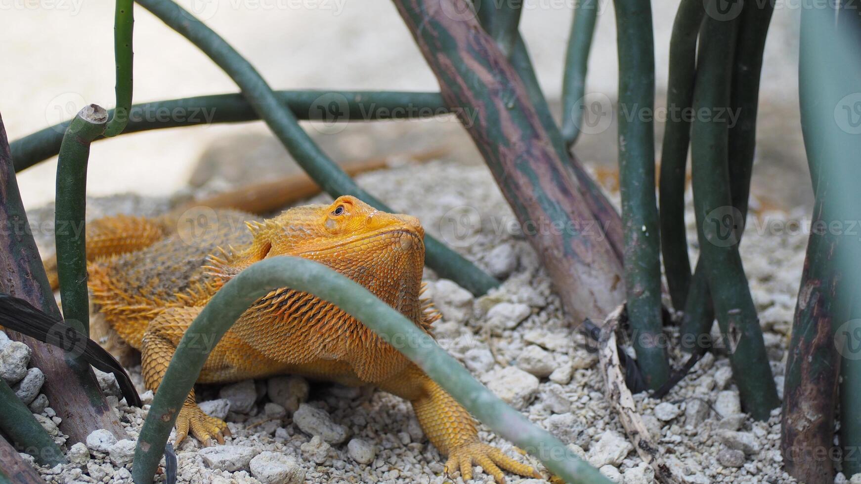 giallo lucertola strisciando su il parte inferiore con pianta ramoscelli in giro esso. esso è un' rettile, nello specifico un iguana, un' squamoso terra animale foto