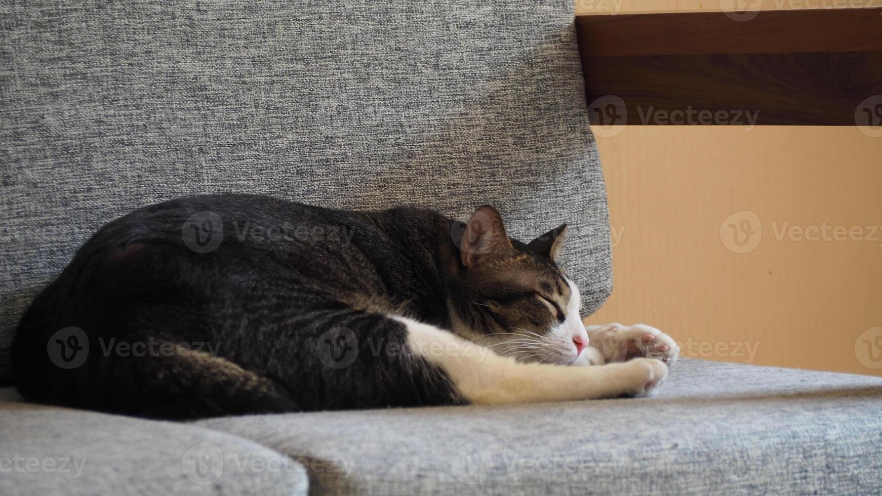 un' soffice gatto dorme sonoramente su un' comodo divano foto