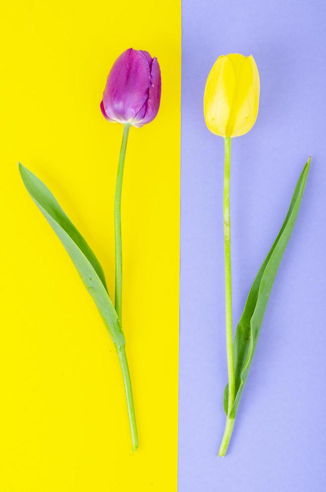 boccioli di tulipani colorati su sfondo luminoso. foto